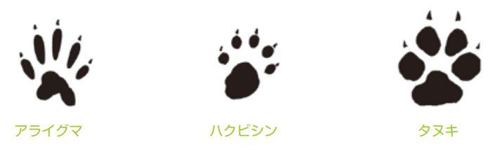 アライグマ ハクビシン タヌキ