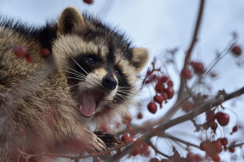 アライグマが屋根裏に侵入する方法