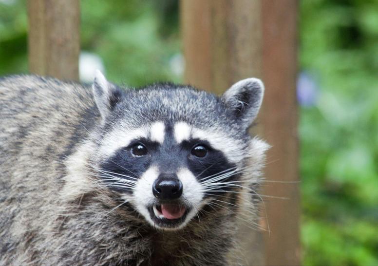 アライグマの鳴き声が聞こえるときの対処法