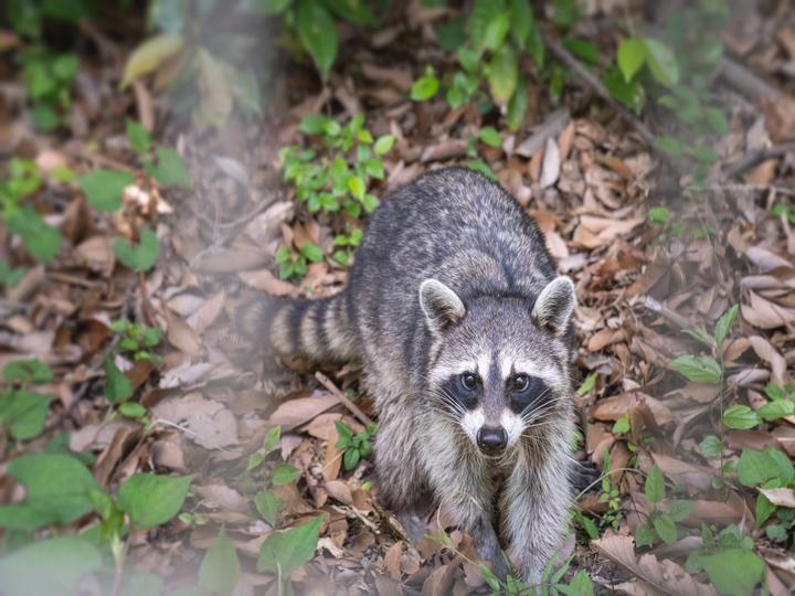 アライグマの鳴き声の特徴｜鳴き声が継続的に聞こえる理由は？対処法も解説します