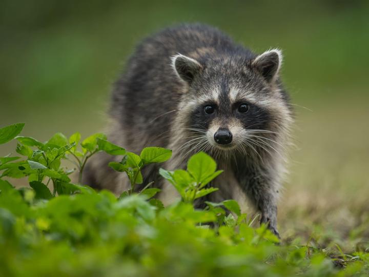 アライグマ駆除は市役所に依頼できる?サポート内容と注意点を解説
