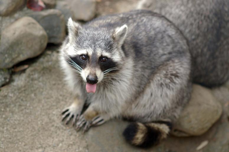 アライグマに毒餌を使用しても大丈夫?