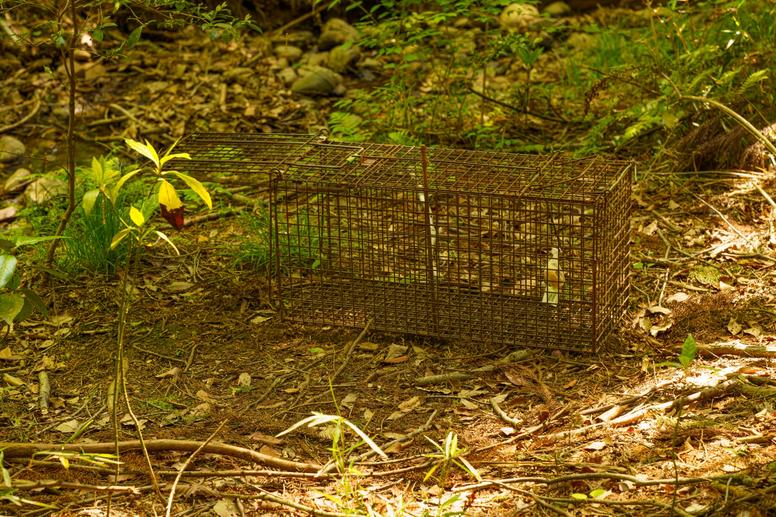 許可を得て罠を使用して捕獲する