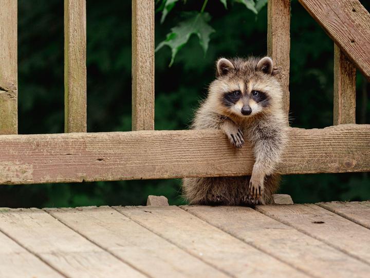 アライグマに毒餌を使用しても大丈夫?法律違反になる可能性やリスクとは