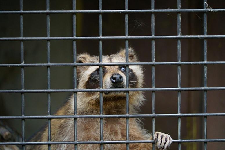 アライグマの駆除にかかる平均的な費用相場