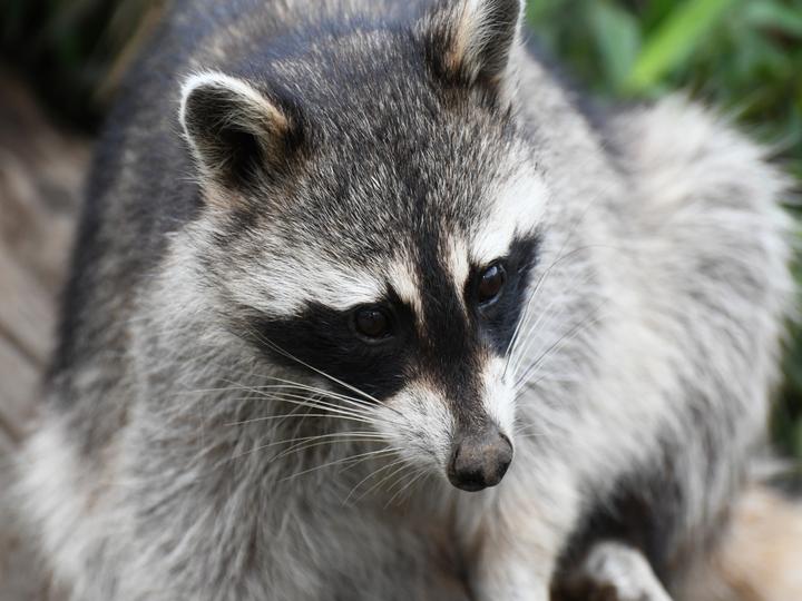 アライグマの危険性とは?見つけたときの注意点や対処法をわかりやすく解説