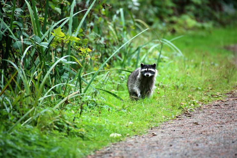 人の手によるアライグマ対策のポイント