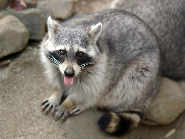 アライグマの天敵は日本にいない?引き起こされる被害や対策のポイントとは