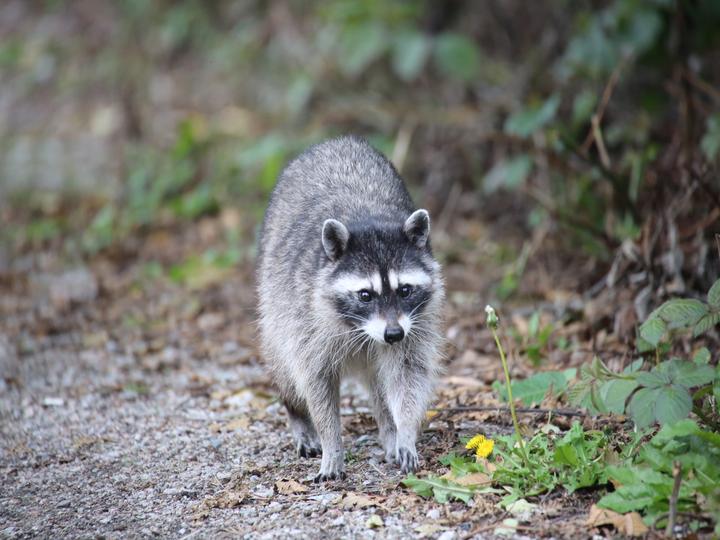 アライグマの行動パターンとは？習性と被害を防ぐ対処法を解説