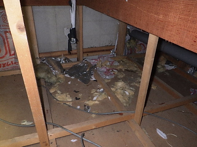 アライグマの足跡、フンの識別写真