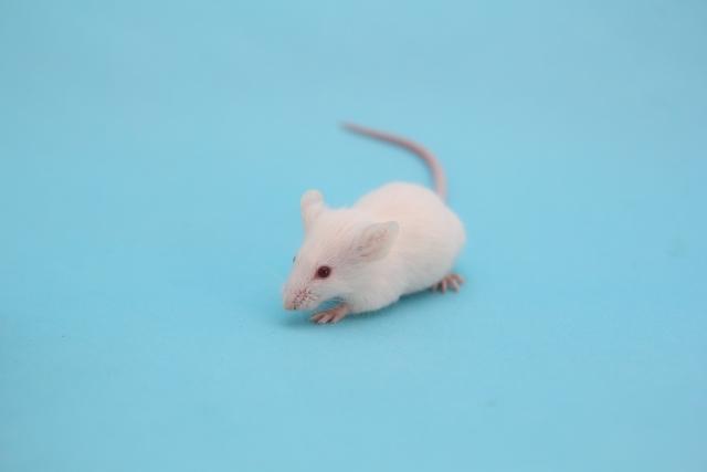 ハツカネズミの生態とリスク