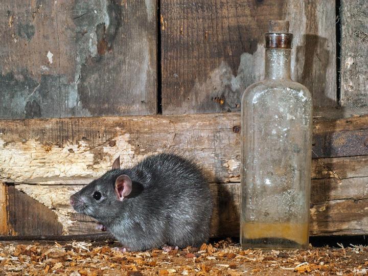 クマネズミの駆除が難しい理由を解説!侵入経路や被害、プロに依頼するメリットとは