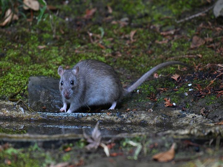 ドブネズミ駆除で失敗する4つの落とし穴とは?プロに頼むべき判断基準など詳しく解説
