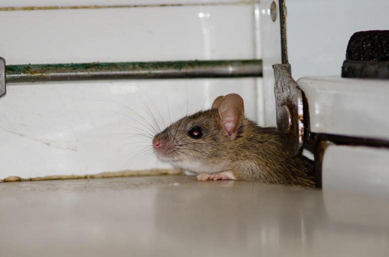 ネズミが媒介する代表的な菌やウイルス