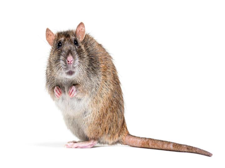 ネズミが媒介する菌やウイルスとは？もたらすリスクやネズミを見つけた際の対策を解説