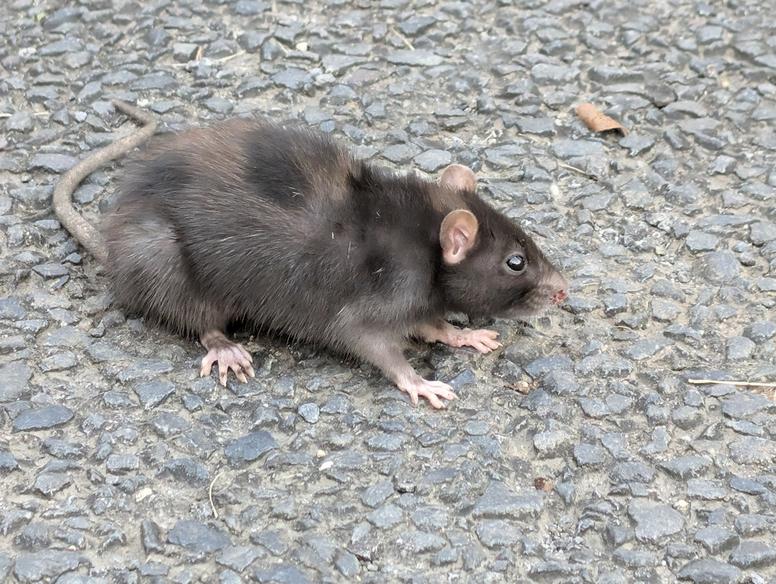 ネズミの足跡の特徴