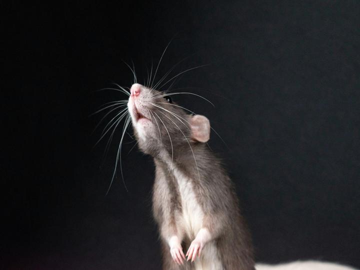 足跡はネズミ被害にいち早く気付く手がかり!足跡の特徴や見つけたらすべきことを解説