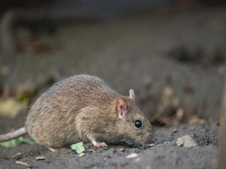 ネズミがいるか確かめる方法5選|チェックポイントや駆除業者に相談すべき理由とは