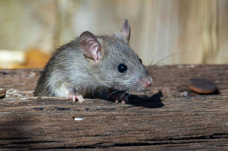ネズミがでる家の特徴