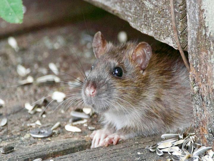 ネズミがでる家の特徴とは？対策やプロに頼るべきタイミングを詳しく紹介！