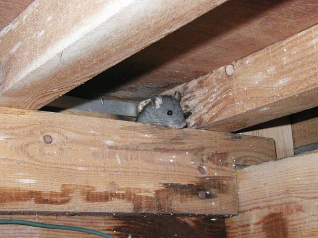 ネズミが昼間よく隠れている場所