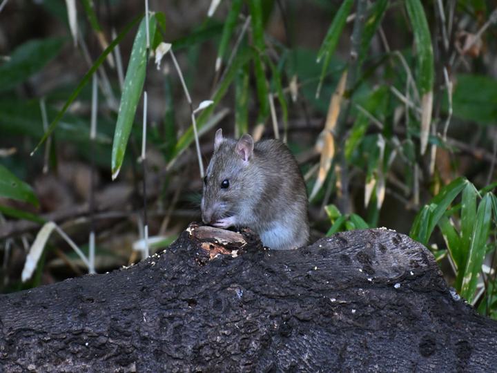 ネズミは昼間どこにいる?姿を見せない理由と隠れている場所、ラットサインを解説