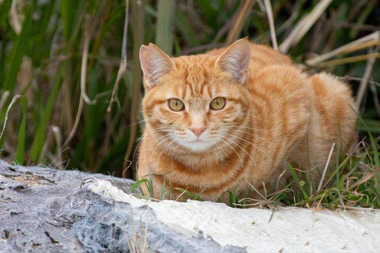猫