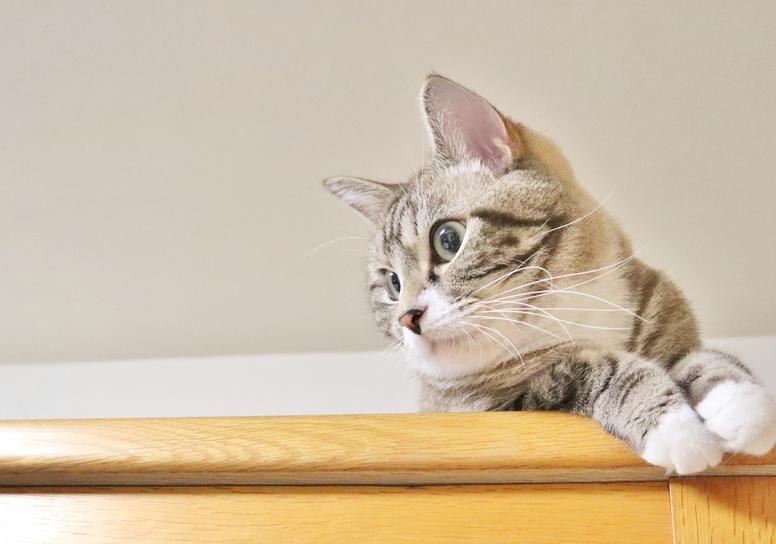 ネズミ対策に猫を飼うのは効果がある?