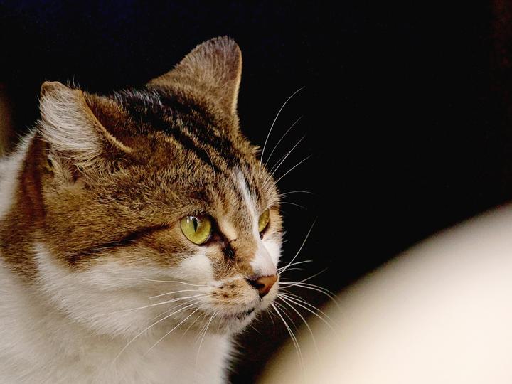 ネズミ対策に猫を飼うのは効果がある?ネズミと猫の関係性や危険性を解説!
