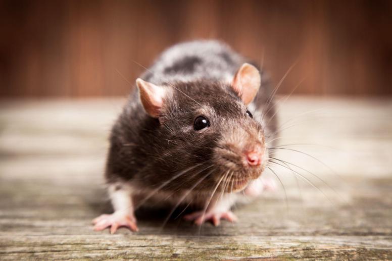 ネズミ駆除に超音波が効果がないといわれる4つの理由