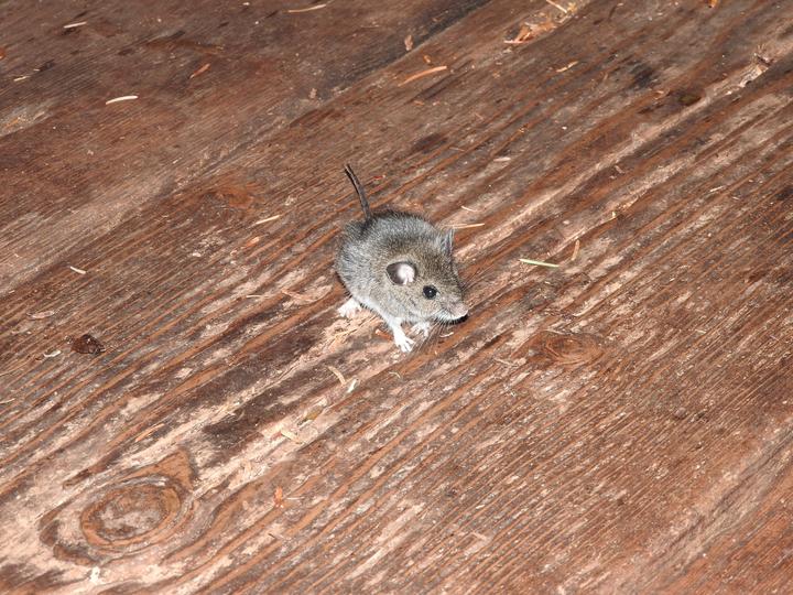 ネズミ駆除に超音波は効果ない?仕組みとネズミ駆除で失敗しないための対策を解説