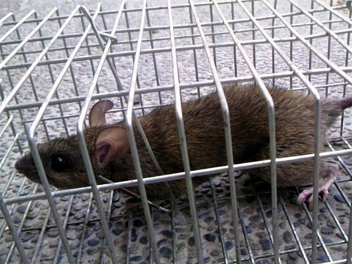 ネズミの捕まえ方|知っておくべきことやトラップの特徴、自分で捕まえるリスクとは