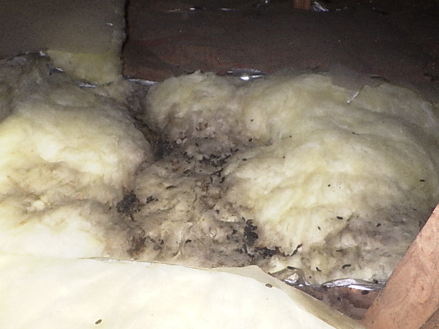 ネズミの種類別比較写真、フンの見分け方