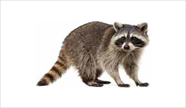 アライグマ大きさ