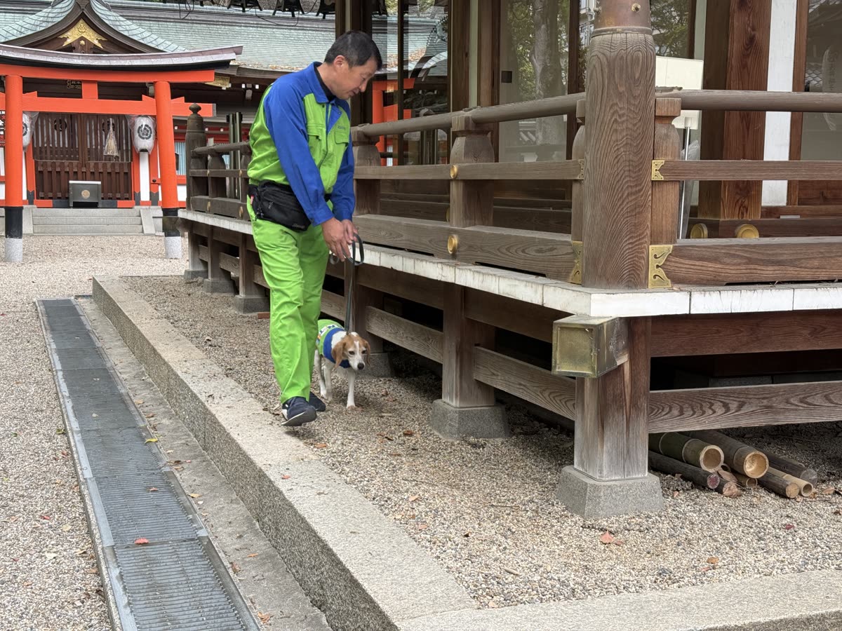 杭全神社（大阪府）でのシロアリ探知の様子